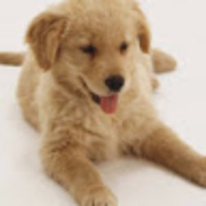 Meet your Posher, Molly